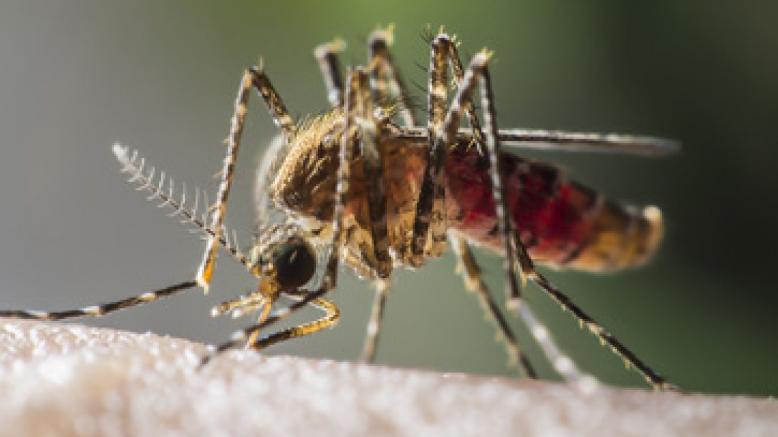 A proposito di malaria e zanzare Il Bo Live UniPD A proposito di malaria e zanzare Il Bo Live UniPD