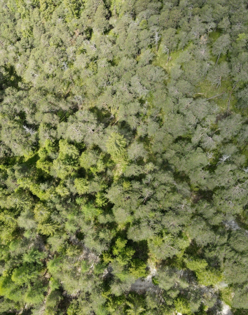  Il bosco dall'alto. Foto: Massimo Pistore