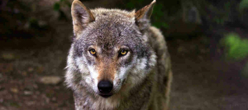 Sulle tracce dei lupi: i risultati del primo monitoraggio italiano