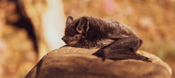 I pipistrelli non fanno giri di parole