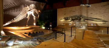 Tre secoli di musei di storia naturale 