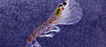 Krill, il piccolo gamberetto antartico dal grande genoma
