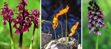 Il difficile adattamento delle piante alpine rare al cambiamento climatico