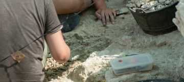 Ubirajara jubatus torna a casa: fossile di dinosauro restituito al Brasile