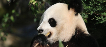 Satelliti e IA per proteggere la biodiversità in Cina
