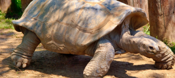 Il ritorno della tartaruga gigante in Madagascar
