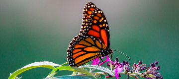 I colori delle farfalle dipendono da molecole di RNA