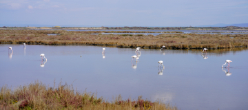 Wasted Wetlands - una nuova serie sulle zone umide del Mediterraneo