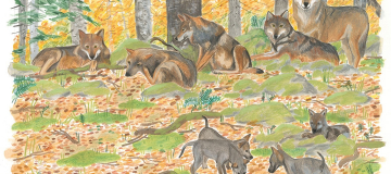 Piccole pagine: I (veri) lupi delle Alpi