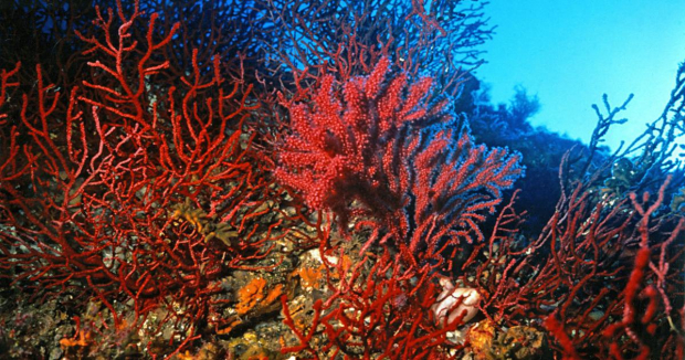 Il corallo rosso del Mediterraneo mostra segni di ricrescita