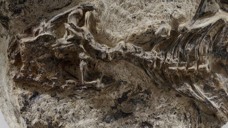 foto fossile Megachirella wachtleri. Foto: Muse