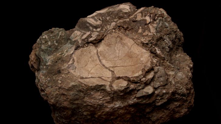 Cranio Neandertal Cranio Neandertal