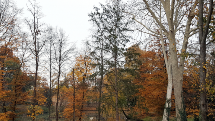 alberi
