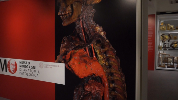 Museo_Anatomia Museo_Anatomia