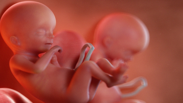 illustrazione 3D feti gemelli alla 19° settimana di gestazione
