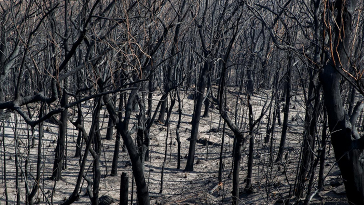 bushfire in Australia nel 2020