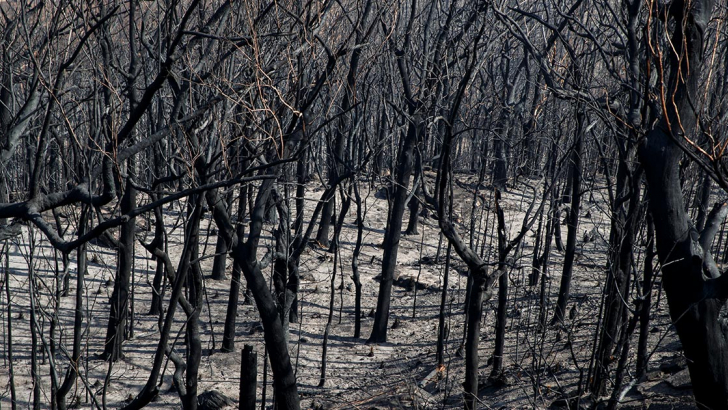 bushfire in Australia nel 2020 bushfire in Australia nel 2020