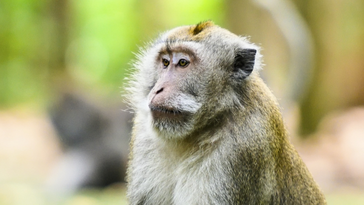 Macaco Macaco