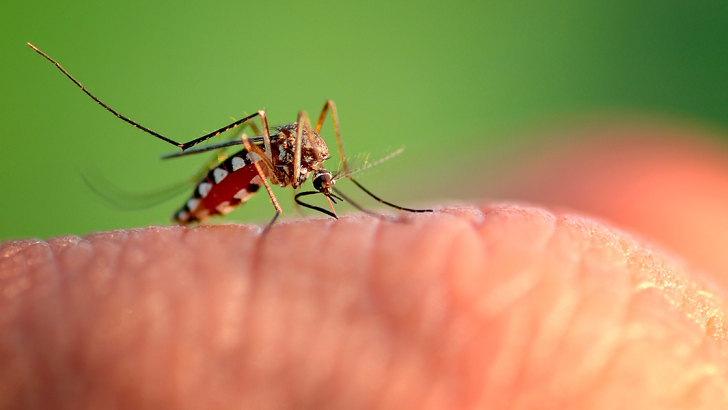 Perché le zanzare hanno iniziato a pungere gli umani?