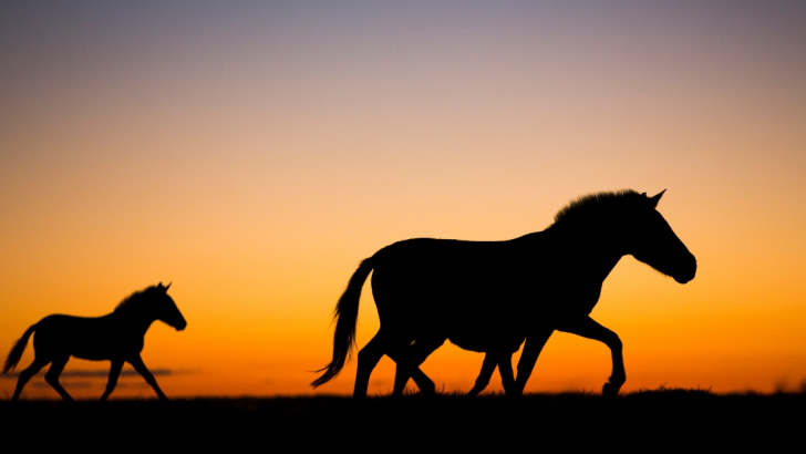 Cavalli di Przewalski