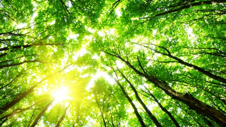 alberi