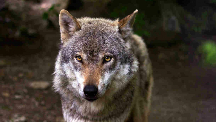 Forse il lupo è salvo, ma per la specie rimangono i pericoli della caccia e  del bracconaggio