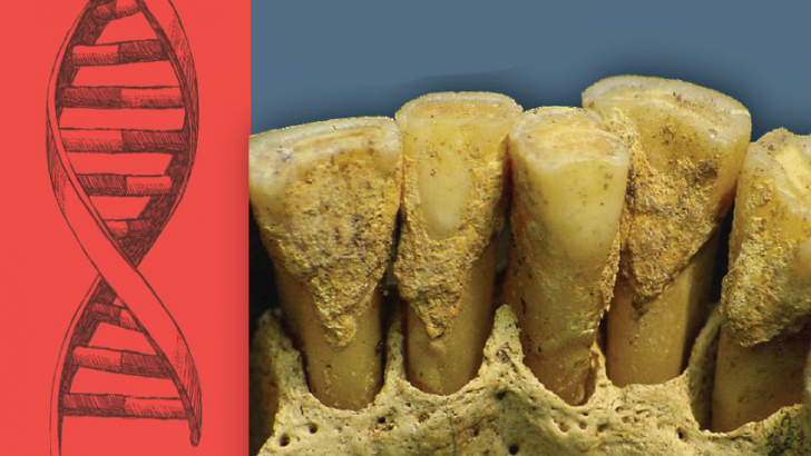 denti antichi e dna