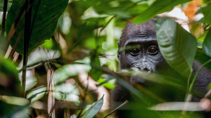 foresta del Congo