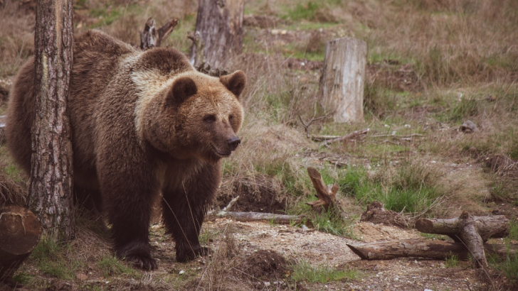 Foto di Vincent M.A. Janssen da Pexels orso