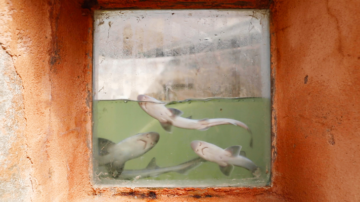 Piccoli squali nella vasca della stazione idrobiologica di Chioggia. Foto: Massimo Pistore