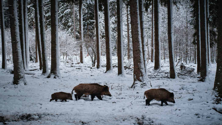 Convivere con l'orso nelle Alpi: conoscenza e prevenzione