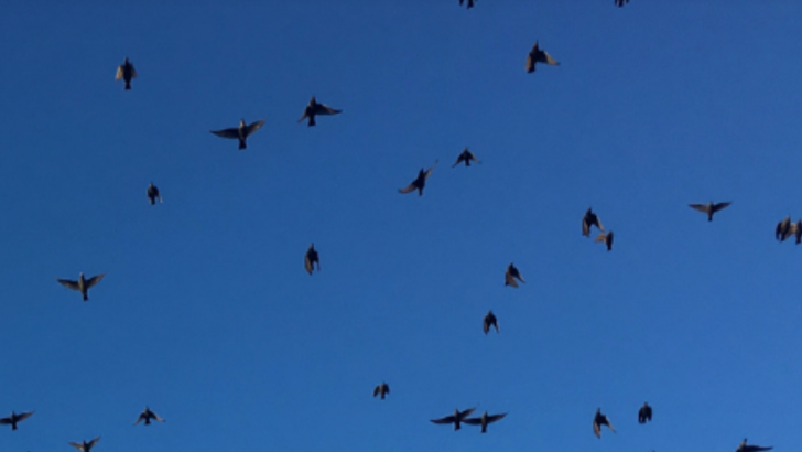 uccelli
