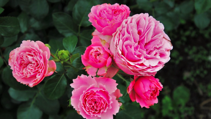 rose