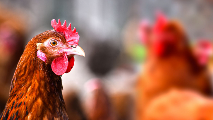 gallina