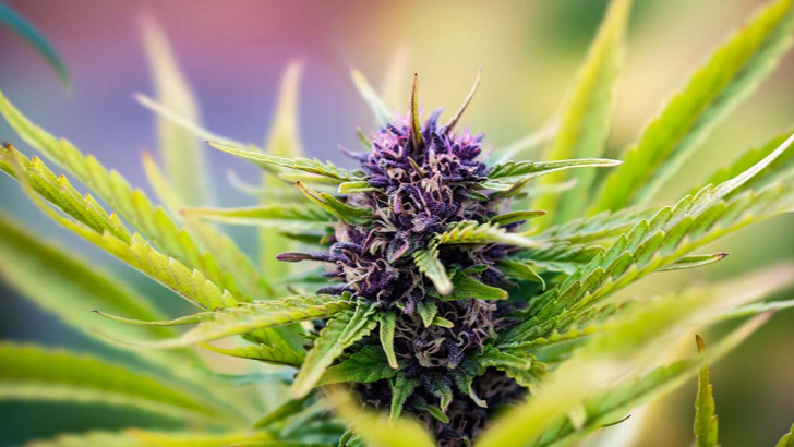 cannabis