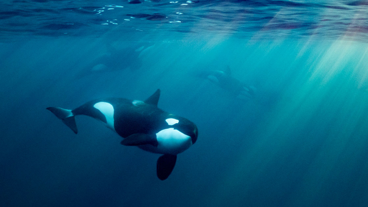 orca