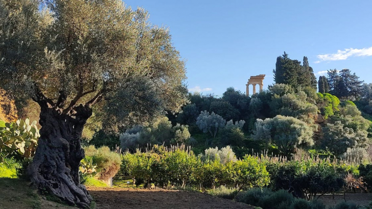 paesaggio con grande albero 