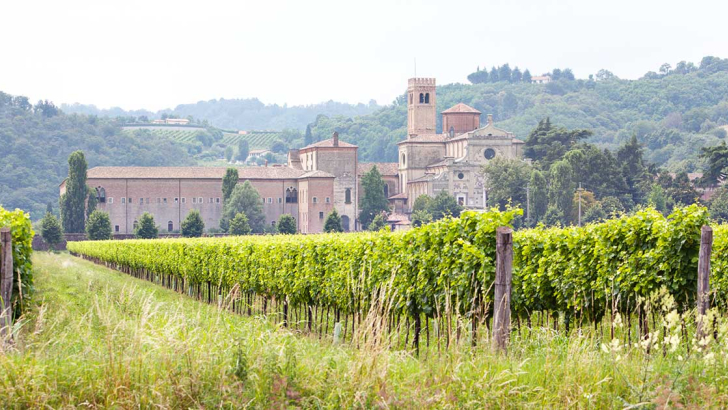 vigne con  abbazia di praglia sullo sfondo