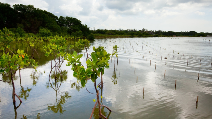 Un'area ri-piantumata a mangrovie sulla costa di Bali