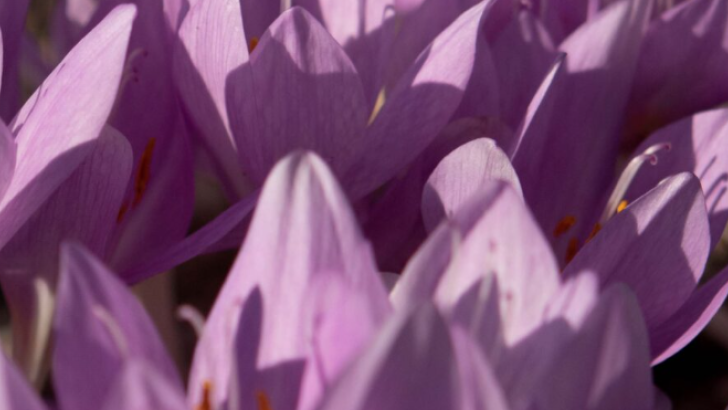 fiore