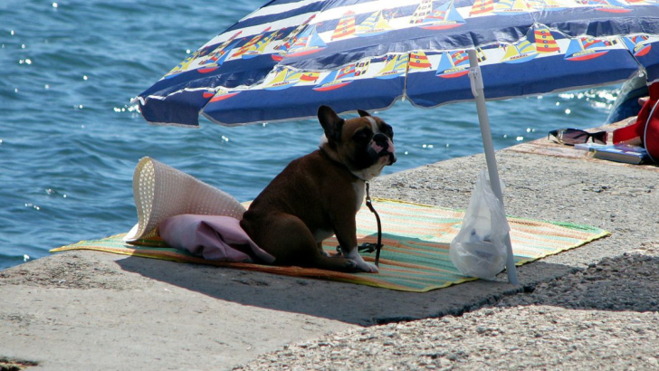 cane caldo