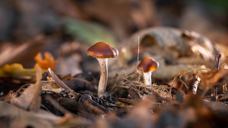 Funghi contenenti psilocibina