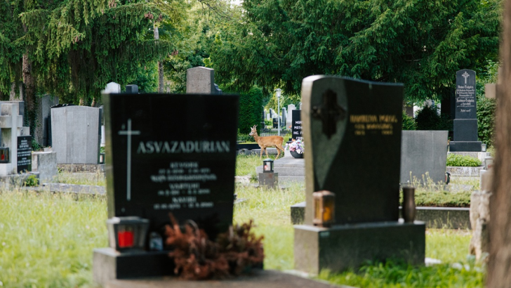 Un capriolo al Cimitero Centrale di Vienna (Immagine:  © WienTourismus/Paul Bauer)