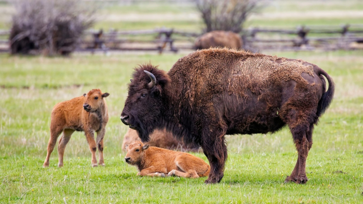 bisonte con cuccioli in prateria