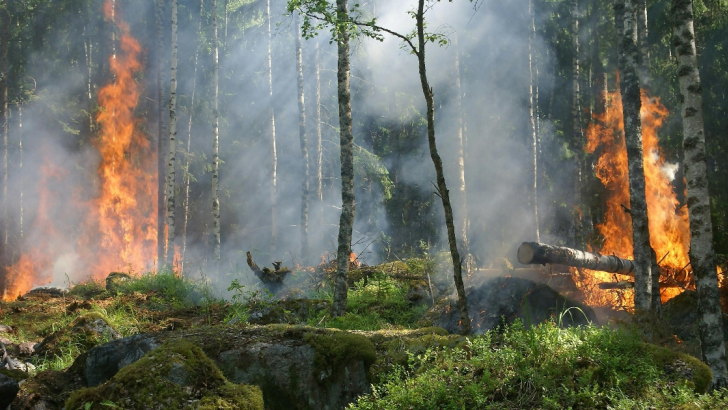 Incendio boschivo