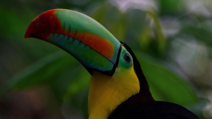 tucano