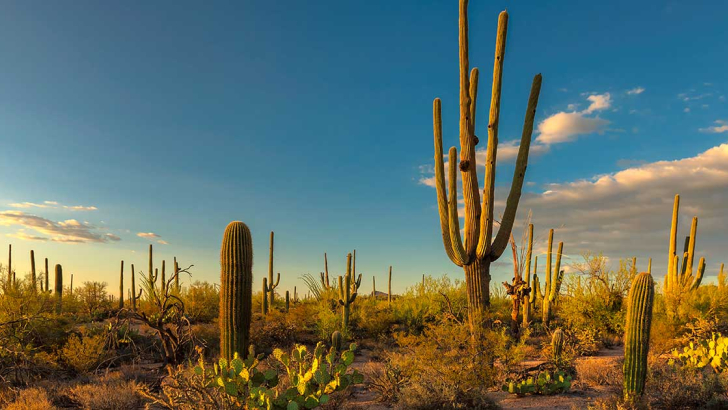 foto cactus nel deserto