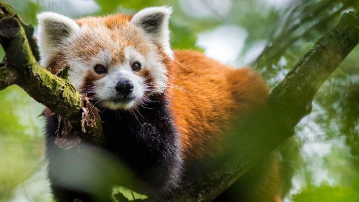 panda sull'albero