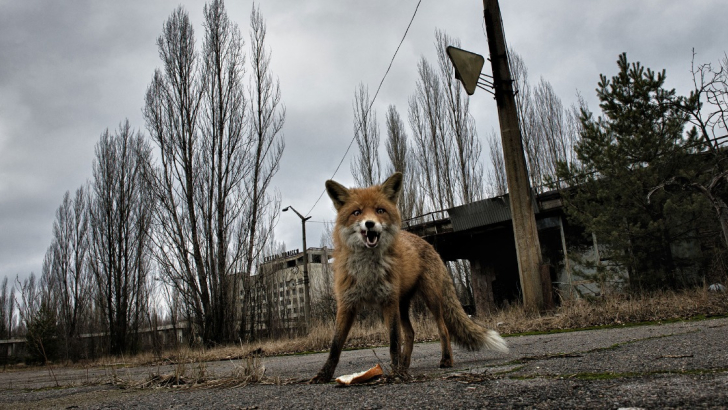 Volpe a Cheernobyl