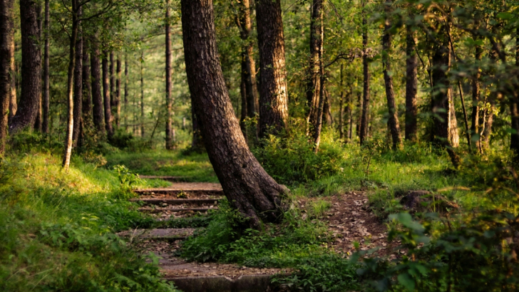 sentiero foresta alberi